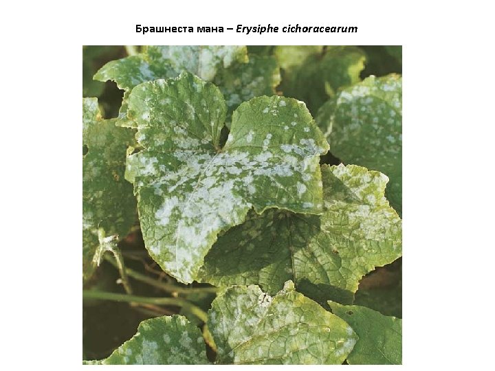 Брашнеста мана – Erysiphe cichoracearum 