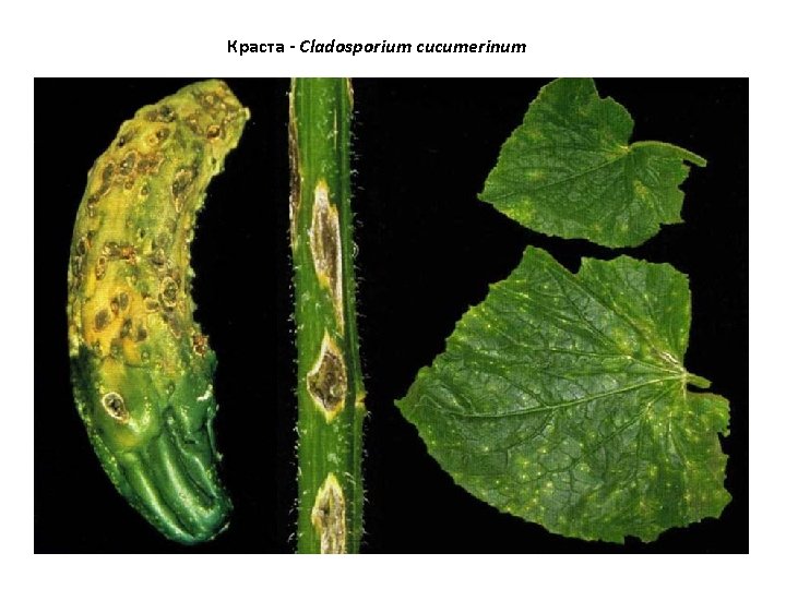 Краста - Cladosporium cucumerinum 