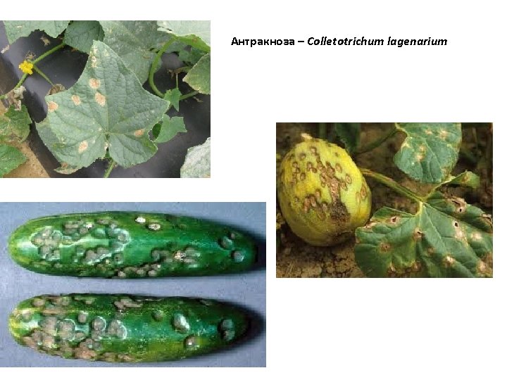 Антракноза – Colletotrichum lagenarium 