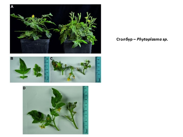 Столбур – Phytoplasma sp. 
