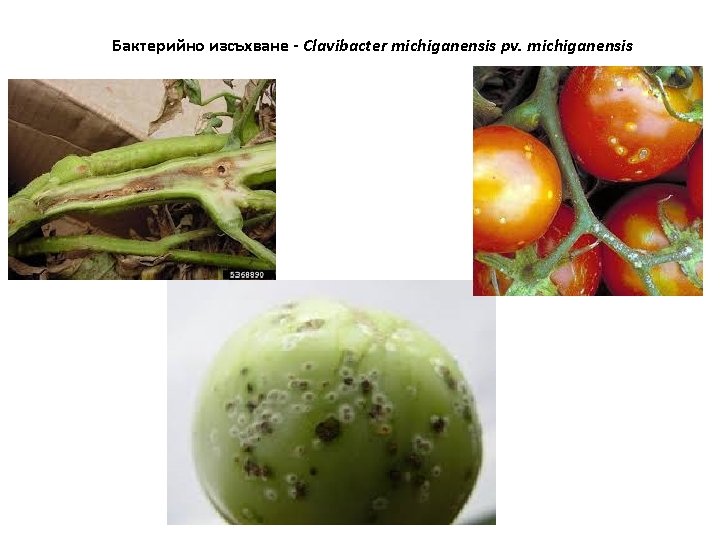 Бактерийно изсъхване - Clavibacter michiganensis pv. michiganensis 