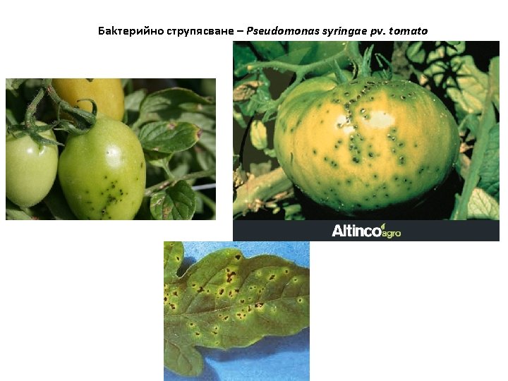 Баkтерийно струпясване – Pseudomonas syringae pv. tomato 