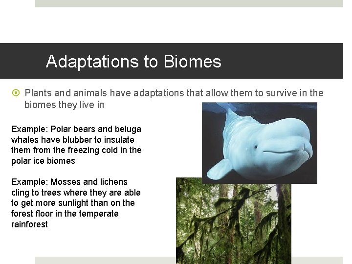 Adaptations to Biomes Plants and animals have adaptations that allow them to survive in