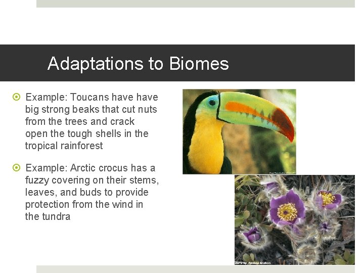 Adaptations to Biomes Example: Toucans have big strong beaks that cut nuts from the