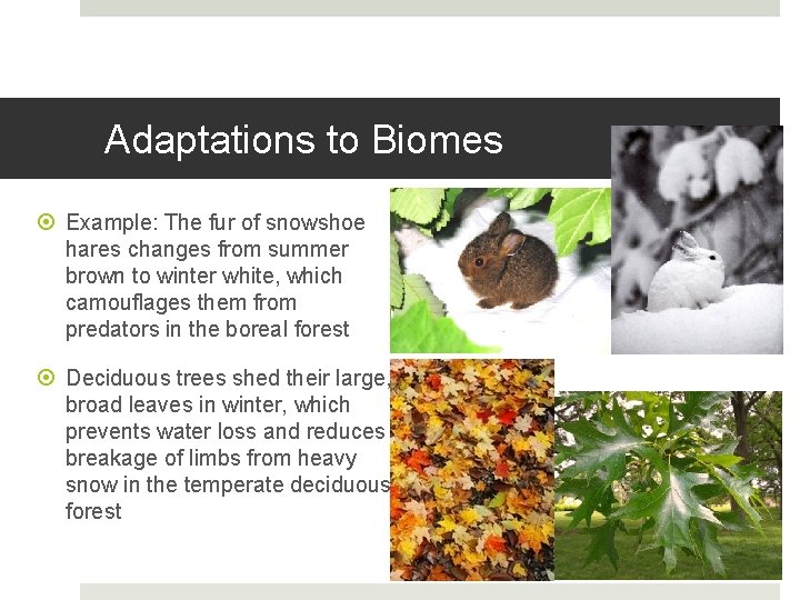 Adaptations to Biomes Example: The fur of snowshoe hares changes from summer brown to