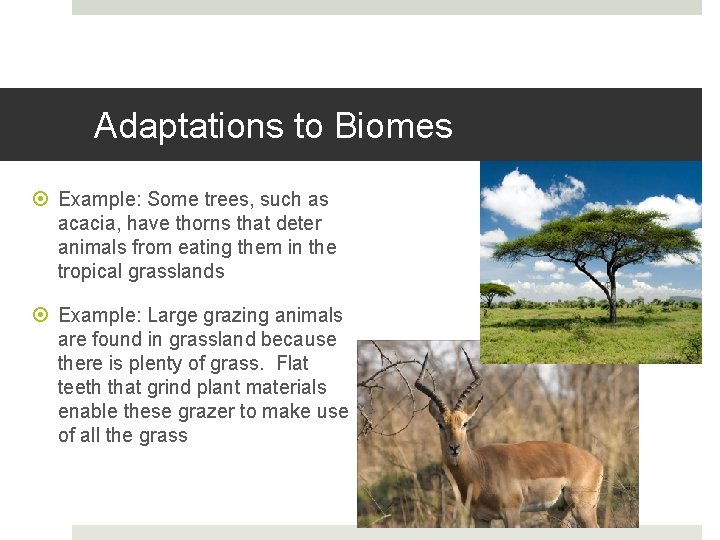 Adaptations to Biomes Example: Some trees, such as acacia, have thorns that deter animals