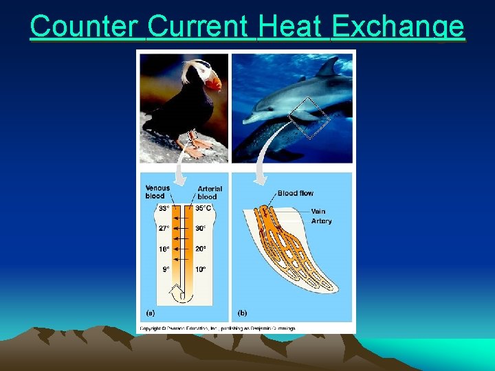 Counter Current Heat Exchange 