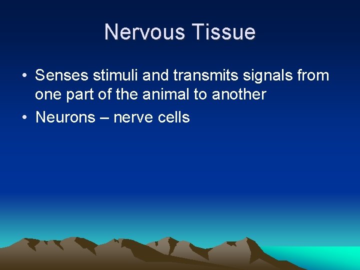 Nervous Tissue • Senses stimuli and transmits signals from one part of the animal