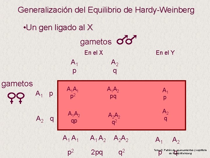 Generalización del Equilibrio de Hardy-Weinberg • Un gen ligado al X gametos En el