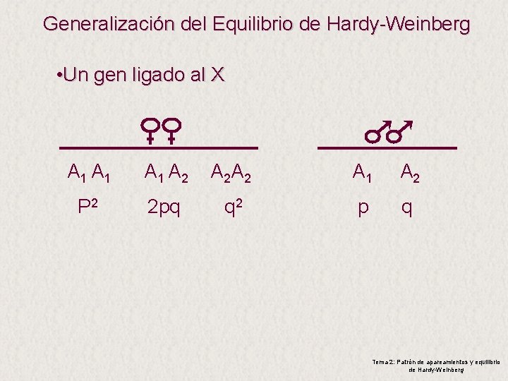 Generalización del Equilibrio de Hardy-Weinberg • Un gen ligado al X A 1 A