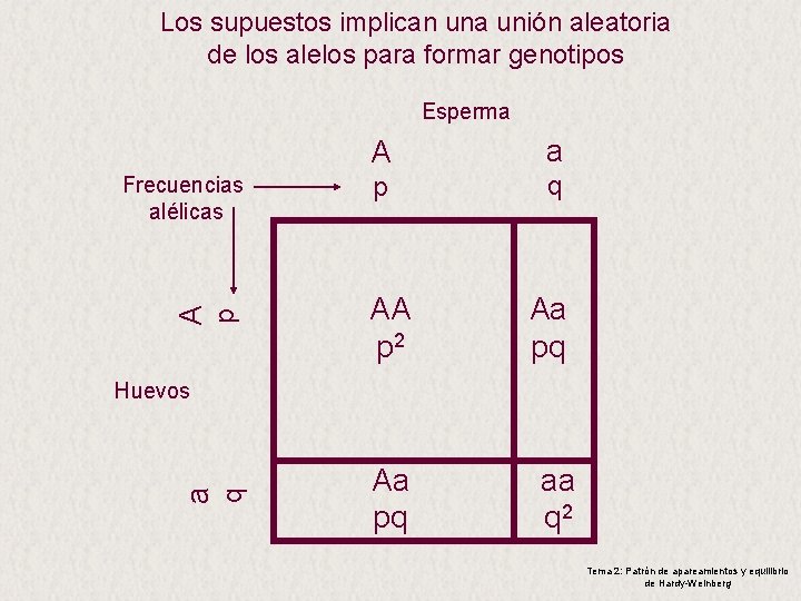 Los supuestos implican una unión aleatoria de los alelos para formar genotipos Esperma p