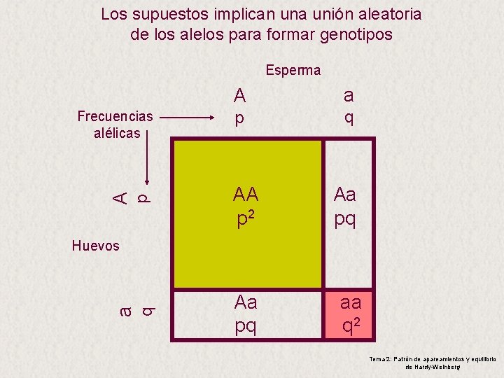 Los supuestos implican una unión aleatoria de los alelos para formar genotipos Esperma p