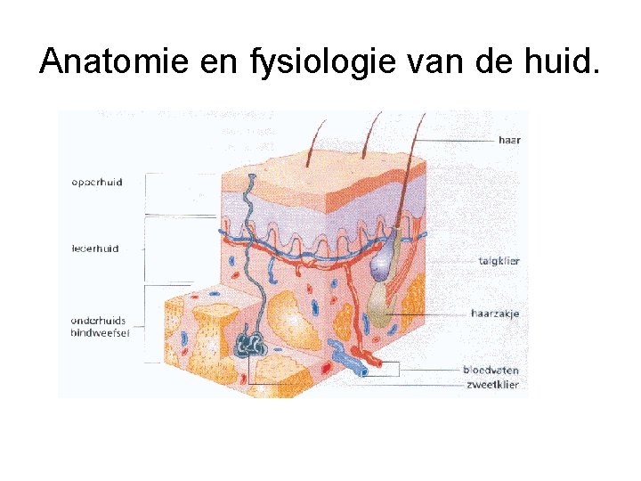 Anatomie en fysiologie van de huid. 