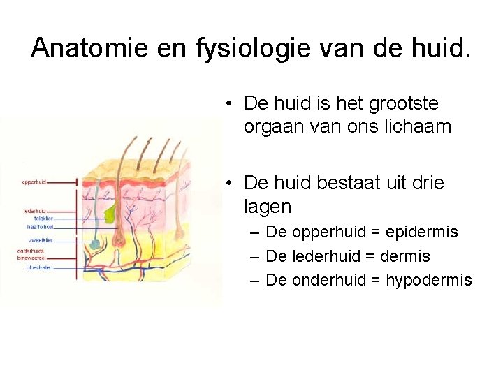 Anatomie en fysiologie van de huid. • De huid is het grootste orgaan van