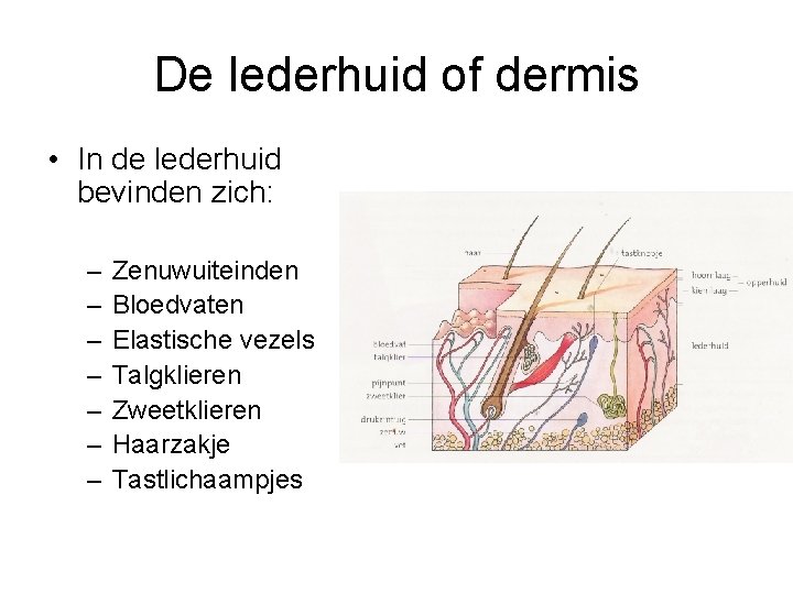 De lederhuid of dermis • In de lederhuid bevinden zich: – – – –