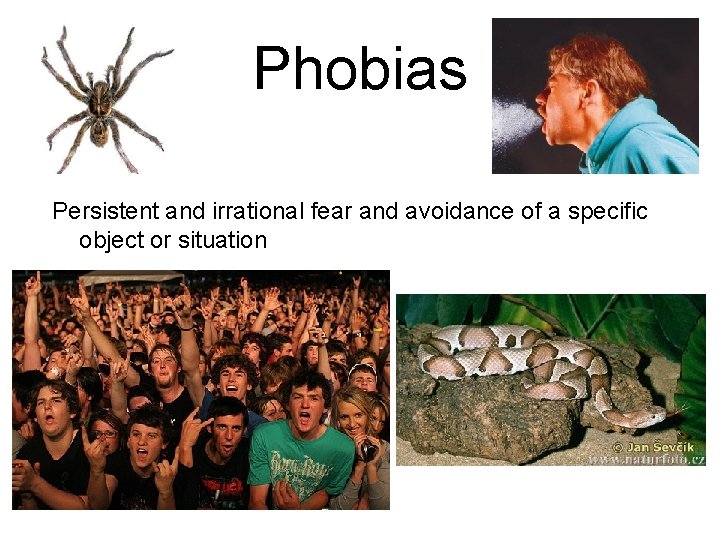 Phobias Persistent and irrational fear and avoidance of a specific object or situation 