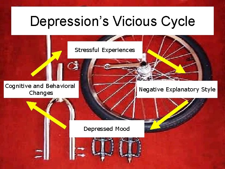 Depression’s Vicious Cycle Stressful Experiences Cognitive and Behavioral Changes Negative Explanatory Style Depressed Mood