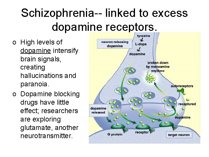 Schizophrenia-- linked to excess dopamine receptors. o High levels of dopamine intensify brain signals,