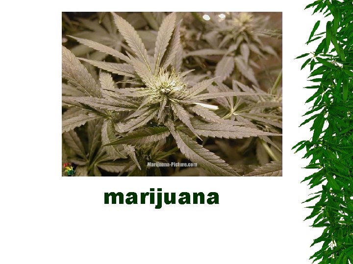 marijuana 