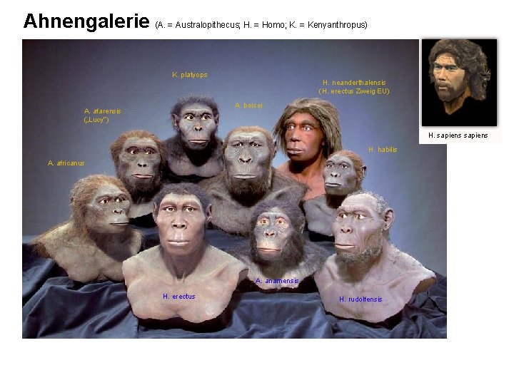 Ahnengalerie (A. = Australopithecus; H. = Homo; K. = Kenyanthropus) K. platyops H. neanderthalensis