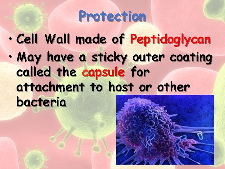 Protection • Cell Wall made of Peptidoglycan • May have a sticky outer coating