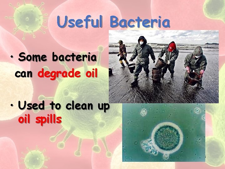 Useful Bacteria • Some bacteria can degrade oil • Used to clean up oil