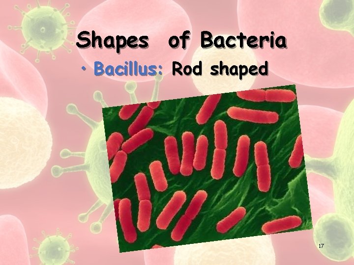 Shapes of Bacteria • Bacillus: Rod shaped 17 