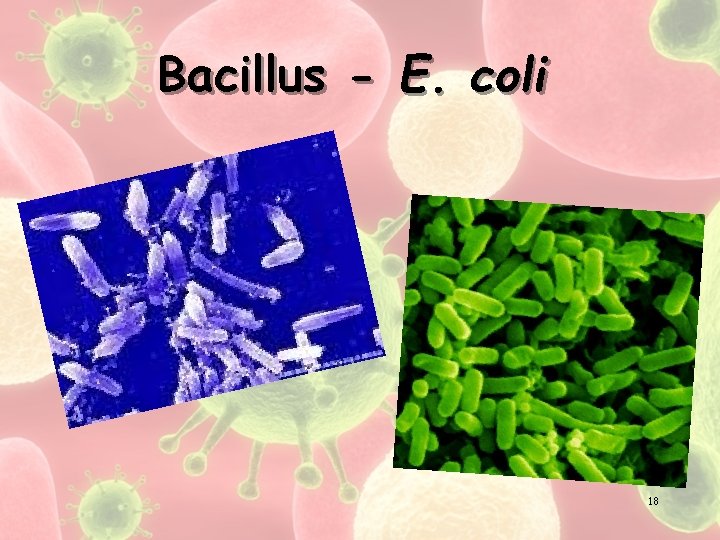 Bacillus - E. coli 18 