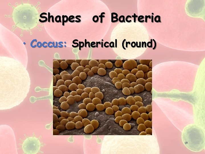 Shapes of Bacteria • Coccus: Spherical (round) 19 