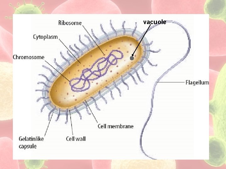 vacuole 2 