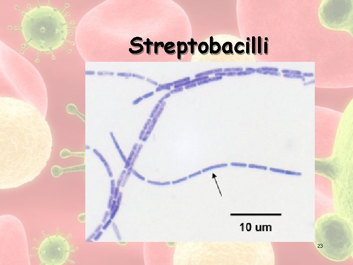 Streptobacilli 23 
