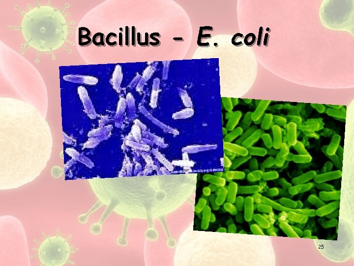 Bacillus - E. coli 25 