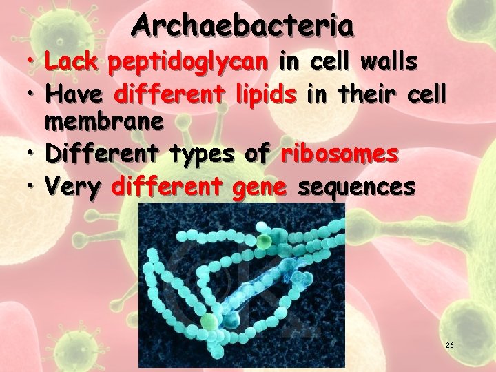 Archaebacteria • Lack peptidoglycan in cell walls • Have different lipids in their cell