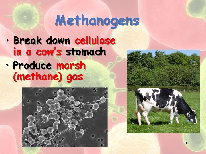 Methanogens • Break down cellulose in a cow’s stomach • Produce marsh (methane) gas