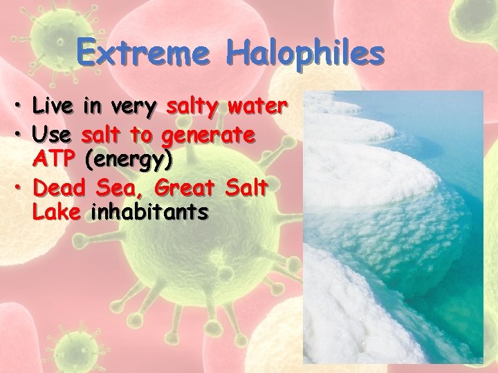 Extreme Halophiles • Live in very salty water • Use salt to generate ATP