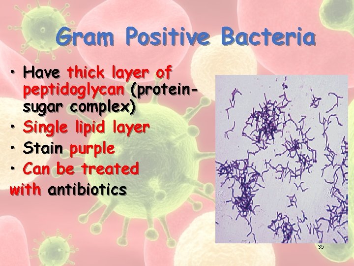 Gram Positive Bacteria • Have thick layer of peptidoglycan (proteinsugar complex) • Single lipid