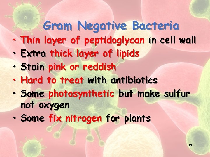  • • • Gram Negative Bacteria Thin layer of peptidoglycan in cell wall