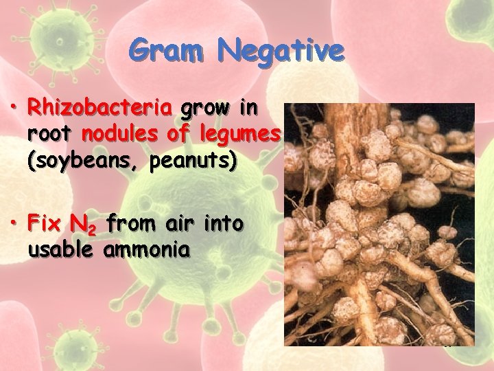 Gram Negative • Rhizobacteria grow in root nodules of legumes (soybeans, peanuts) • Fix