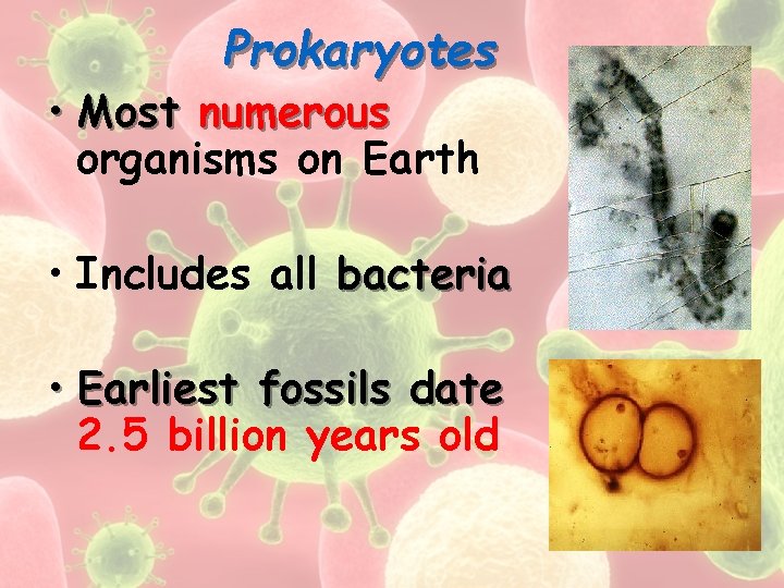 Prokaryotes • Most numerous organisms on Earth • Includes all bacteria • Earliest fossils