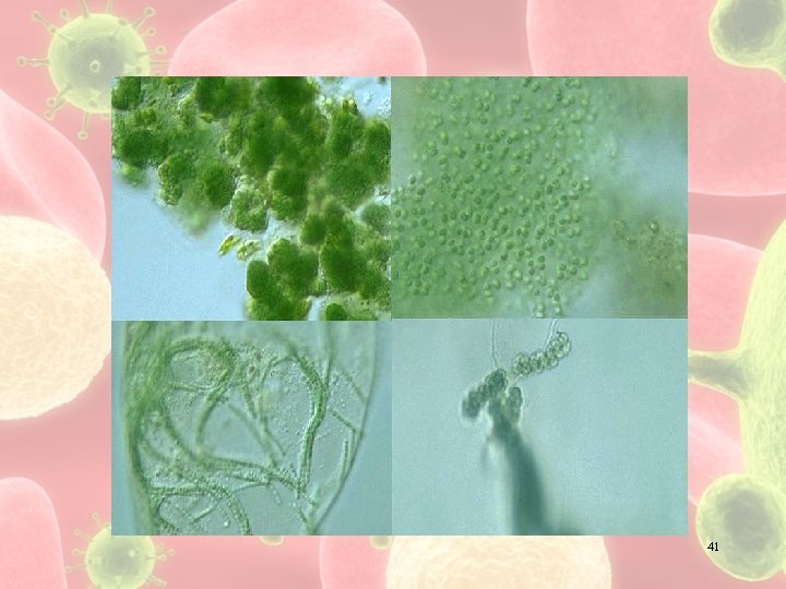 Cyanobacteria 41 