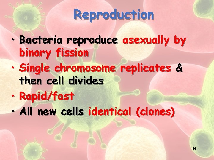 Reproduction • Bacteria reproduce asexually by binary fission • Single chromosome replicates & then