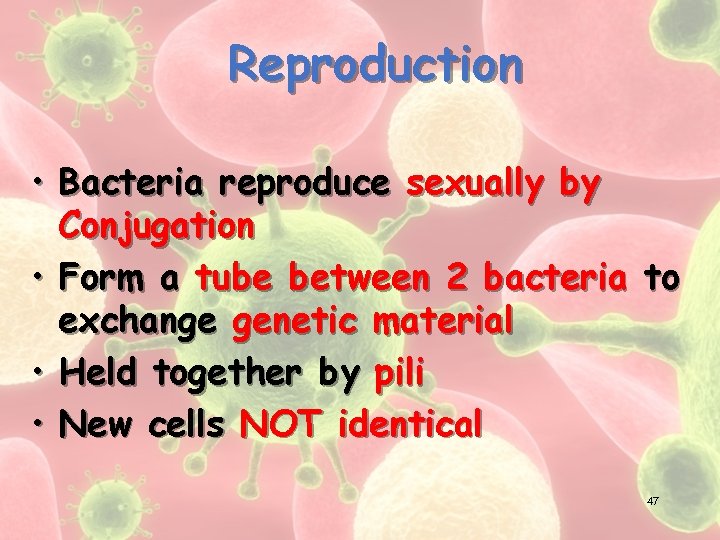 Reproduction • Bacteria reproduce sexually by Conjugation • Form a tube between 2 bacteria