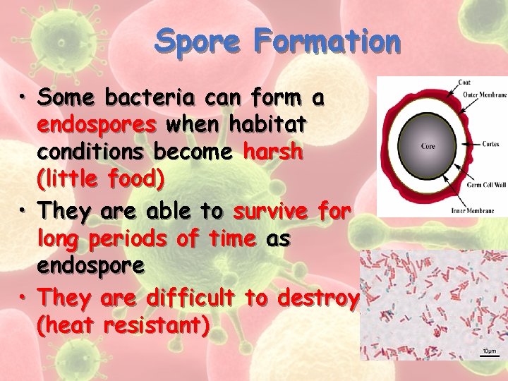 Spore Formation • Some bacteria can form a endospores when habitat conditions become harsh