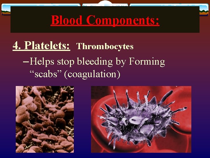 Blood Components: 4. Platelets: Thrombocytes – Helps stop bleeding by Forming “scabs” (coagulation) 