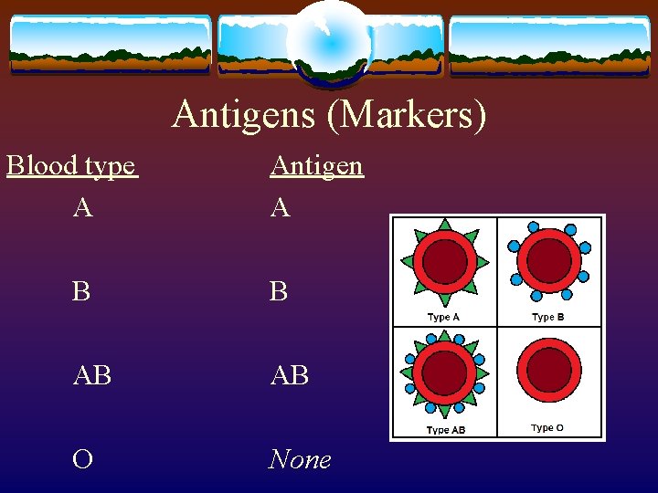 Antigens (Markers) Blood type A Antigen A B B AB AB O None 