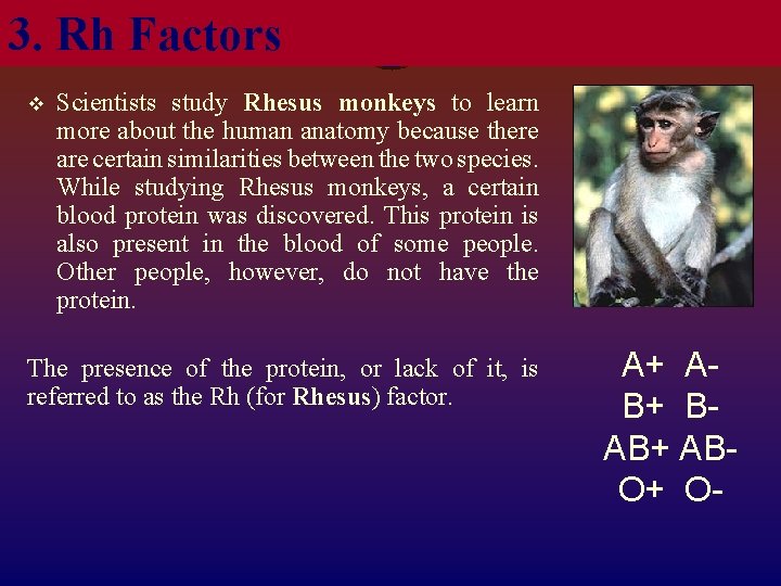 3. Rh Factors v Scientists study Rhesus monkeys to learn more about the human