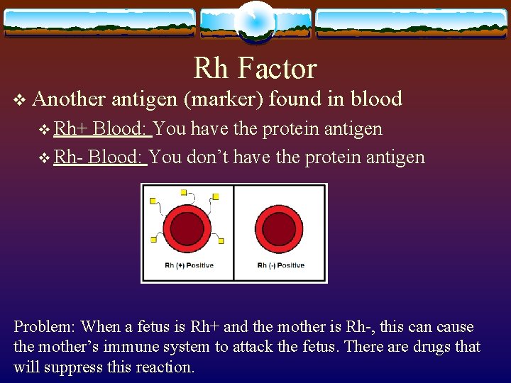 Rh Factor v Another antigen (marker) found in blood v Rh+ Blood: You have