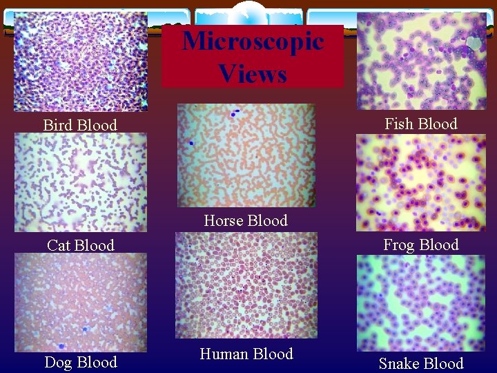 Microscopic Views Fish Blood Bird Blood Horse Blood Frog Blood Cat Blood Dog Blood