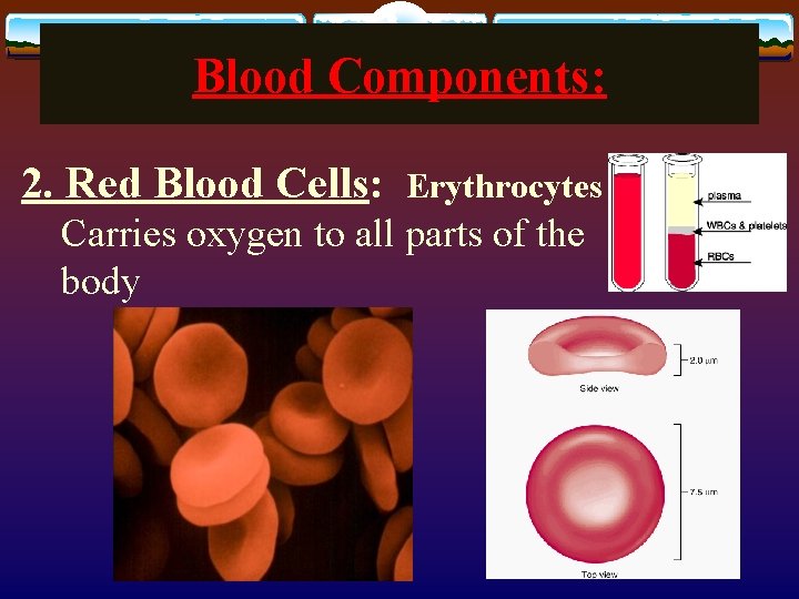 Blood Components: 2. Red Blood Cells: Erythrocytes Carries oxygen to all parts of the