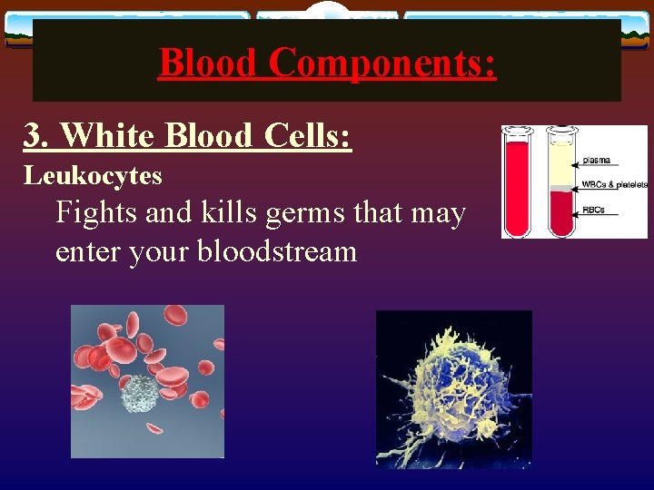 Blood Components: 3. White Blood Cells: Leukocytes Fights and kills germs that may enter